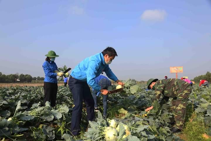 Bộ đội giúp dân vùng dịch thu hoạch nông sản